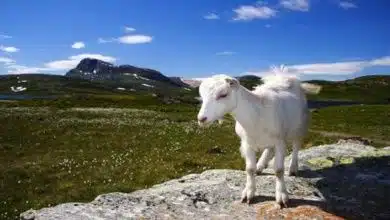 Nationalpark in Norwegen